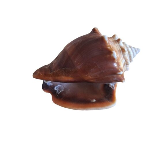 Seashell Decor Beach Nautical Ocean Real Small 3 to 5 Inch Spikes Smooth - Picture 5 of 7